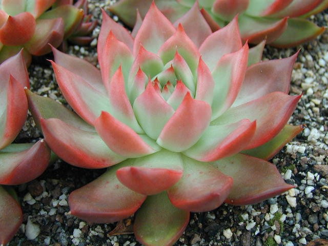 Echeveria Elegans